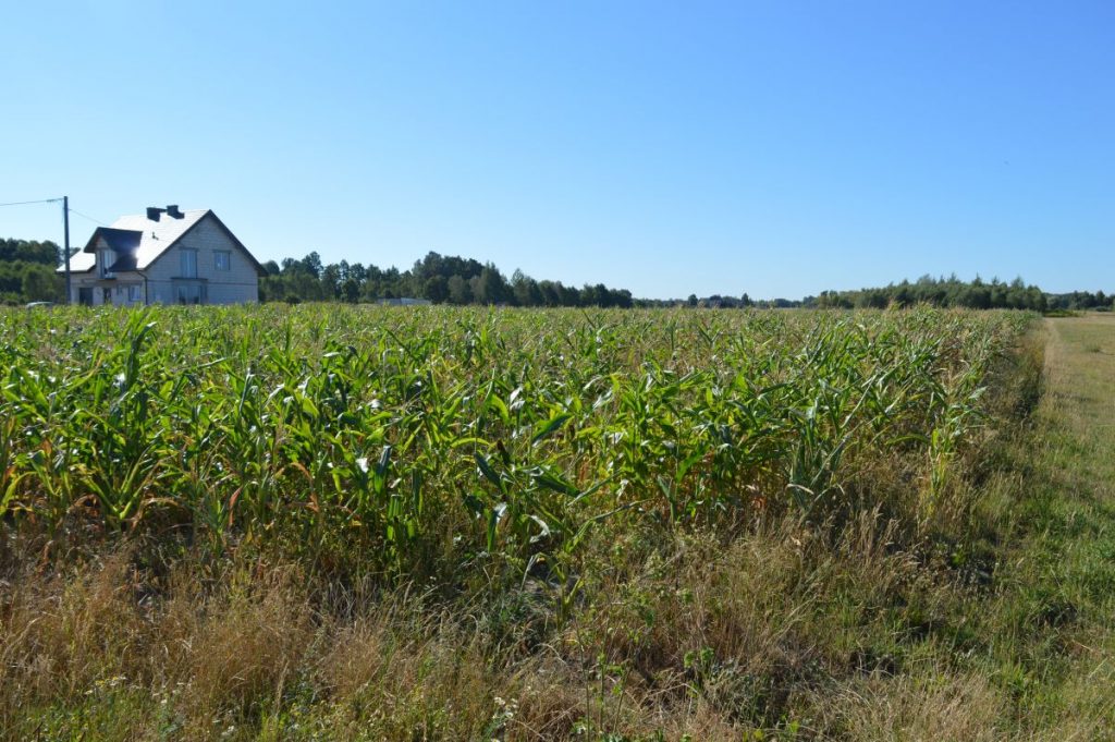 pole z kukurydzą w tle dom i bezchmurne niebo