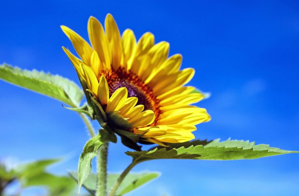 Kwiat słonecznika na tle błękitnego nieba
