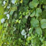 dom chodnik zielen niebo