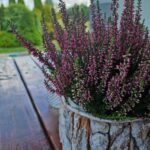 dom chodnik zielen niebo