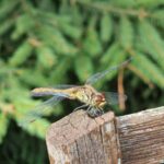 dom chodnik zielen niebo