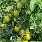 dom chodnik zielen niebo