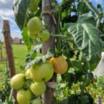 dom chodnik zielen niebo