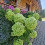 dom chodnik zielen niebo