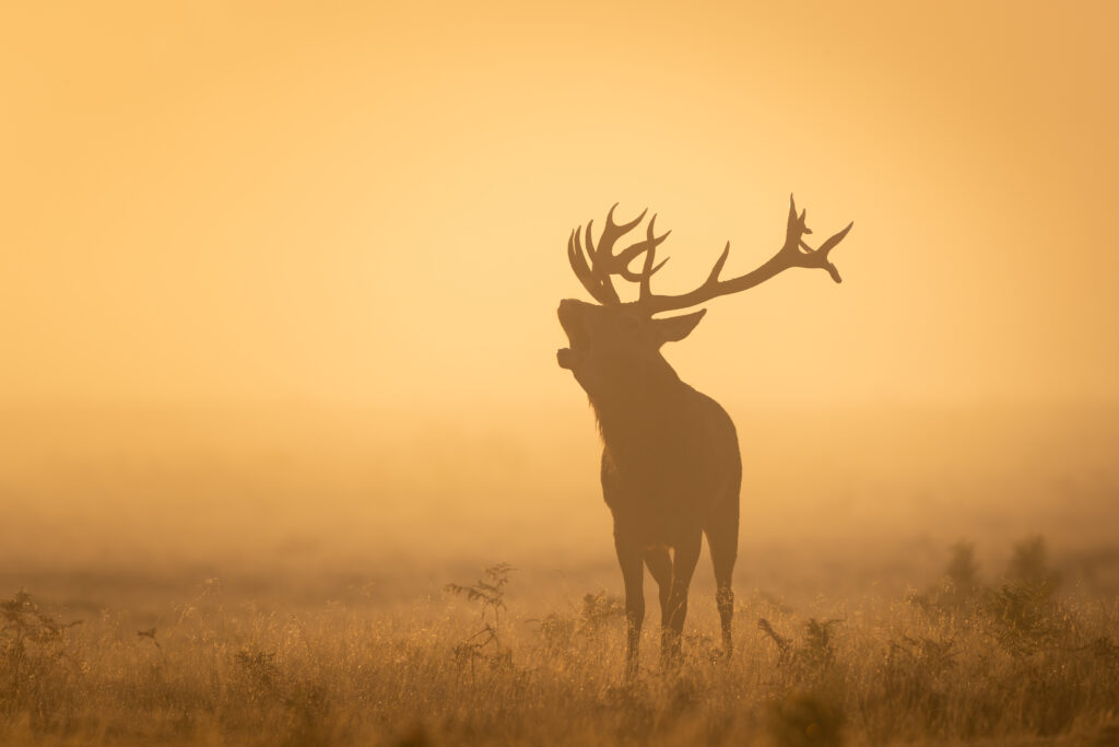 Free photo silhouette of a deer with horns during the orange sunset