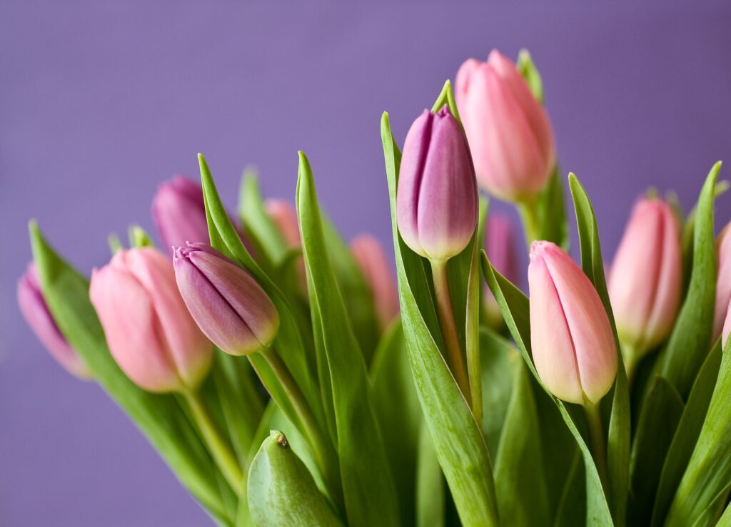 Na obraz widoczny jest bukiet różowych i fioletowych tulipanów w wazonie. Kwiaty są pełne żywych, występującychch kolorów, które kontrastują z tłem.