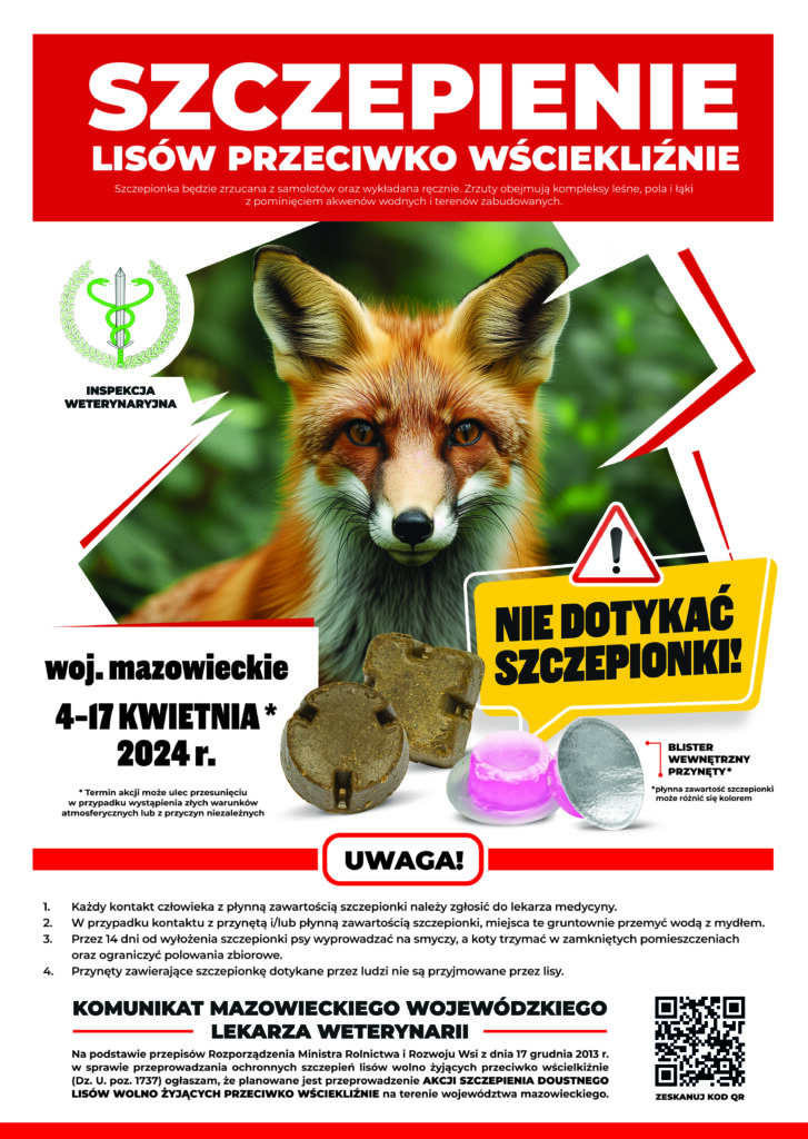 Na plakacie ochrony zdrowia publicznego ostrzegającego o szczepieniu przeciwko wściekliźnie i instruowaniu, aby nie dotykać dzikich zwierząt, widząc je lis. Tekst na plakacie jest napisany w języku polskim.