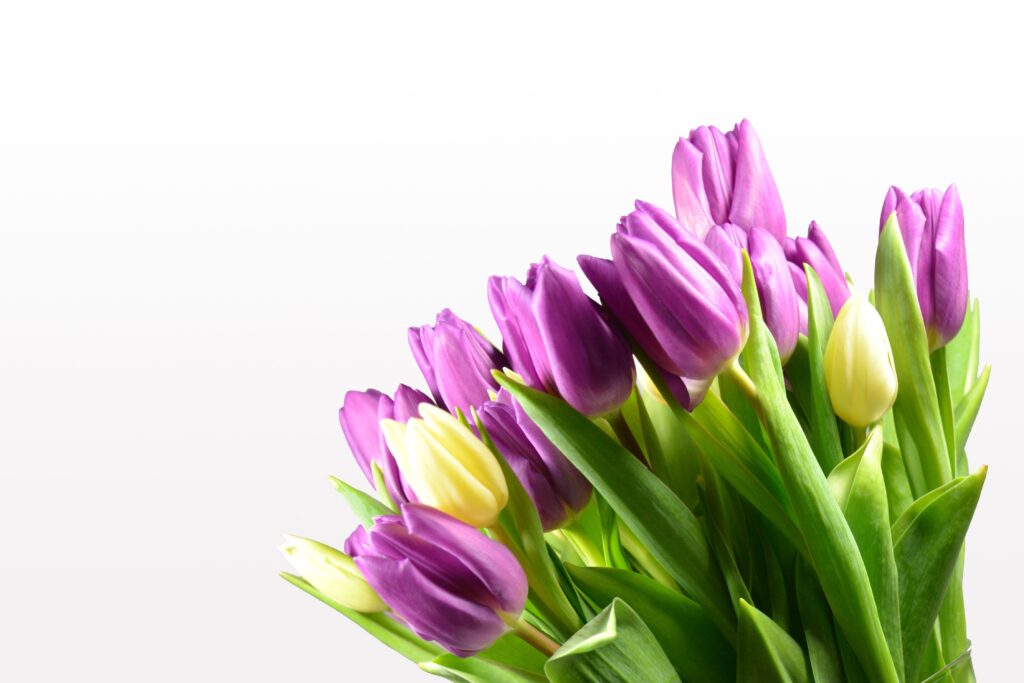 Na obrazku są fioletowe i żółte tulipany umieszczone w wazonie. Jest dostępny na białym tle, co jeszcze bardziej podkreśla Barwy aplikacji.