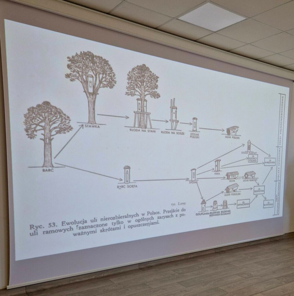 Diagram przedstawia ewolucję uli bezramkowych w Polsce, zawiera ilustracje drzew, kłód na stojakach i występujące uli. Tekst w języku angielskim zawiera szczegółowe informacje dotyczące tych struktur pszczelarskich.