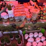 Stół z lokalnymi produktami: przetwory w słoikach, ciastka, wódka w butelkach. Kolory: zieleń, róż, brąz. Tło z motywem drobiu.