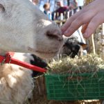 Na zdjęciu owca z białą sierścią w czerwonym kantarze, dotykana przez dłoń. W tle zielona skrzynka z sianem i nieostre drzewa. Słoneczny dzień.