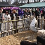 Ogród z owcami otoczony drewnianym płotem, ludzie w kurtkach oglądają. Za nimi namioty w kolorze czarnym i zielonym.