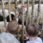 Dwóch chłopców patrzy przez płot z brzozy na owce w zagrodzie. Owce są białe i czarne, tło z sianem. Zbliżenie na zwierzęta.