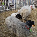 Na zdjęciu widać trzy owce o różnym umaszczeniu w drewnianej zagrodzie. Podłoże to żółtawa słoma. W tle znajdują się ludzie obserwujący owce.