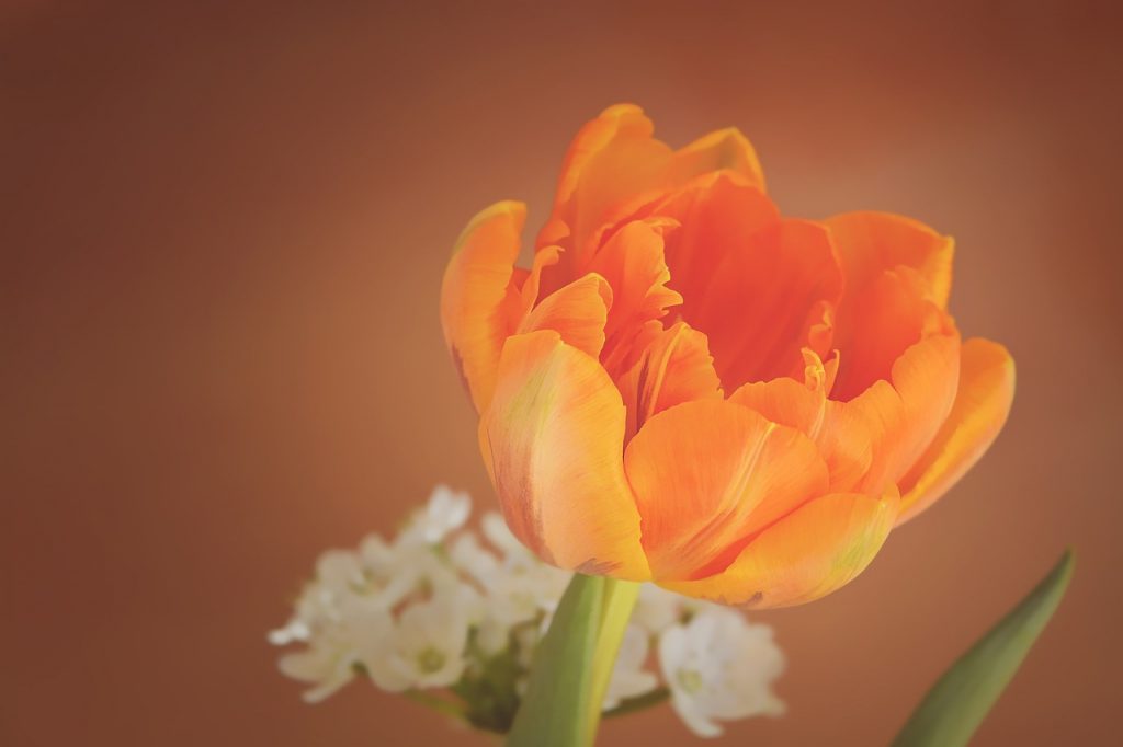 Wolna wysokiej rozdzielczości zdjęcia kwitnąć, roślina, fotografia, kwiat, płatek, kwiat, tulipan, Pomarańczowy, żółty, blisko, flora, ścieśniać, płatki, wiosenny kwiat, Fotografia makro, kwitnienia roślin, schnittblume, pomarańczowy tulipan, łodyga, roślina lądowa